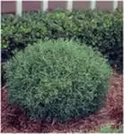     <BR>Thuja 
            occidentalis 'Mr Bowling Ball'